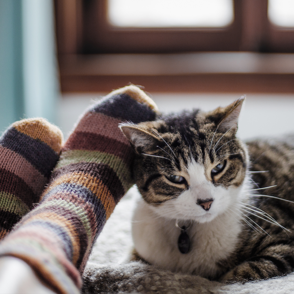 Katze_Vorschau_quadrat | VIACTIV Krankenkasse