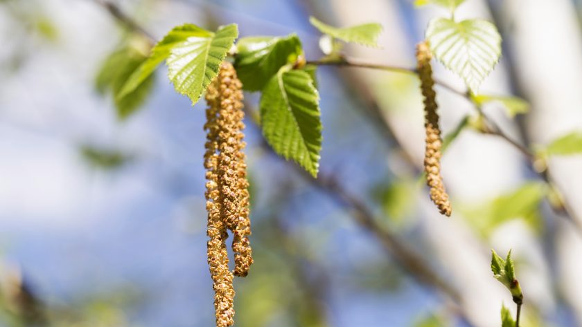 Birkenzweig mit Blättern und Blüte | VIACTIV Krankenkasse