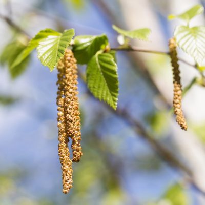 Birkenzweig mit Blättern und Blüte | VIACTIV Krankenkasse