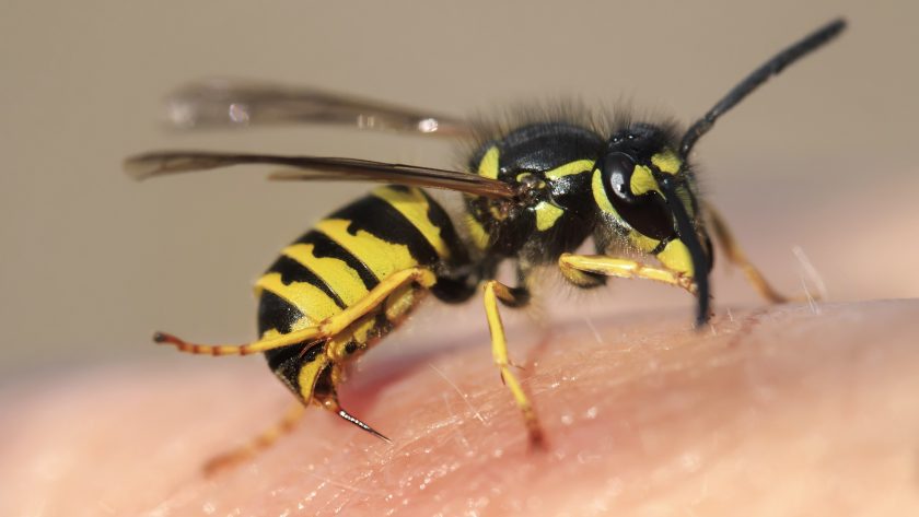 Eine Wespe (deren Gift eine Insektengiftallergie auslösen kann). | VIACTIV Krankenkasse